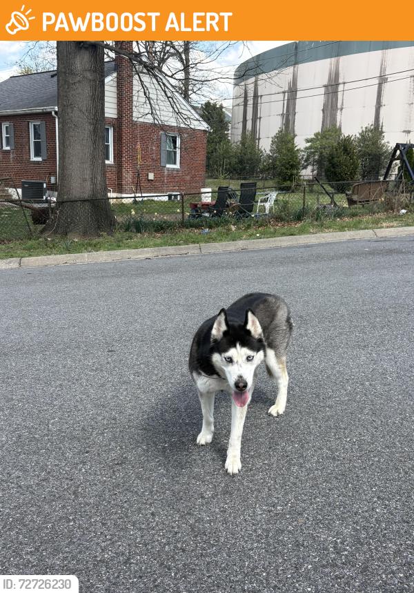 Found/Stray Female Dog last seen Feinmore rd and kensington blvd, Wheaton-Glenmont, MD 20902
