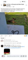 Found/Stray Female Dog last seen Near , Frostproof, FL 33843