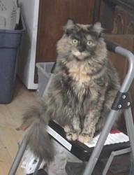 Lost Female Cat last seen West Sullivan and Lynn Garden , Kingsport, TN 37660