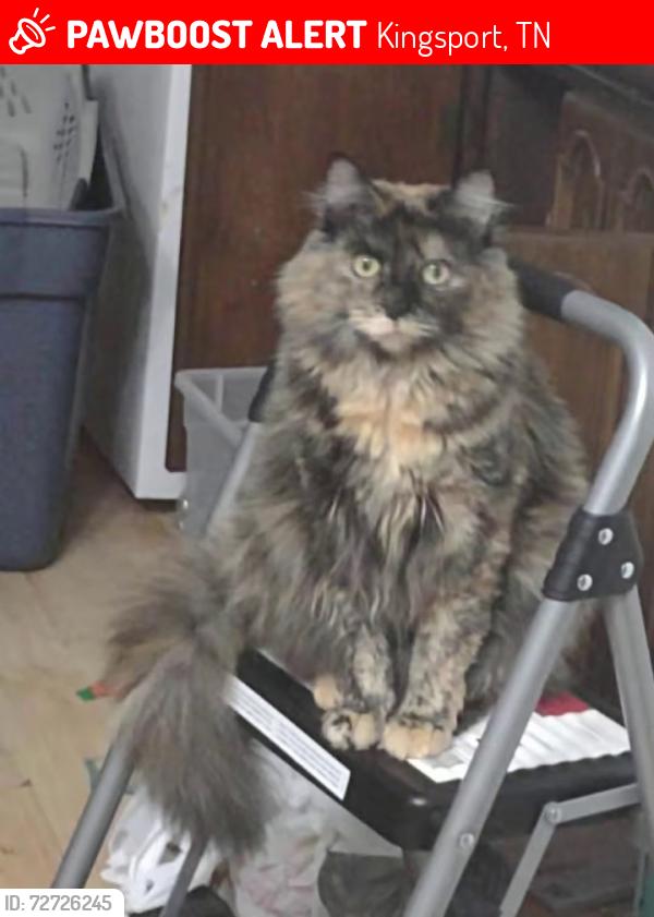 Lost Female Cat last seen West Sullivan and Lynn Garden , Kingsport, TN 37660