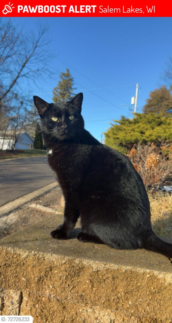 Lost Male Cat last seen Paddock Lake , Salem Lakes, WI 53168