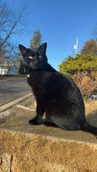 Lost Male Cat last seen Paddock Lake , Salem Lakes, WI 53168