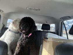 Found/Stray Unknown Dog last seen Cesar Chavez Park, Santa Ana, Santa Ana, CA 92703
