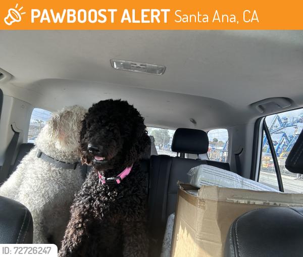 Found/Stray Unknown Dog last seen Cesar Chavez Park, Santa Ana, Santa Ana, CA 92703