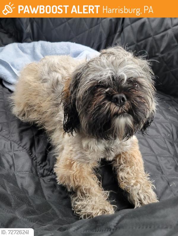 Found/Stray Female Dog last seen Lower Paxton twp Police Department, Harrisburg, PA 17109