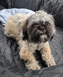 Found/Stray Female Dog last seen Lower Paxton twp Police Department, Harrisburg, PA 17109