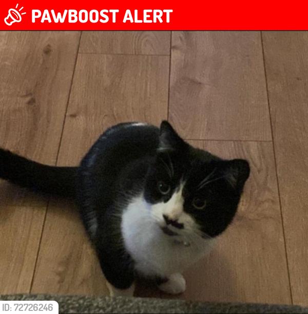 Lost Male Cat last seen Great barr, Birmingham, England 