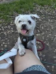 Lost Female Dog last seen 51st ave between foothill and ygnacio, Oakland, CA 94601
