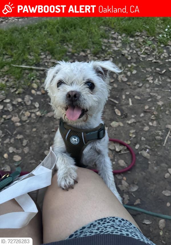 Lost Female Dog last seen 51st ave between foothill and ygnacio, Oakland, CA 94601