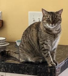 Lost Female Cat last seen Lamplighter Pond, St. Louis Park, Minneapolis, MN 55426