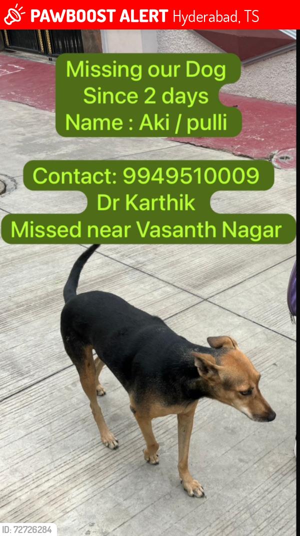 Lost Female Dog last seen Lig 36 , hyder Nagar, near Pooja hosp , Hyderabad, TS 500085