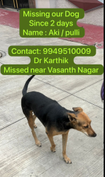 Lost Female Dog last seen Lig 36 , hyder Nagar, near Pooja hosp , Hyderabad, TS 500085