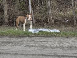 Found/Stray Male Dog last seen W 10th and tamawhawk trail, Indianapolis, IN 46214