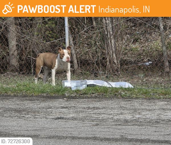 Found/Stray Male Dog last seen W 10th and tamawhawk trail, Indianapolis, IN 46214