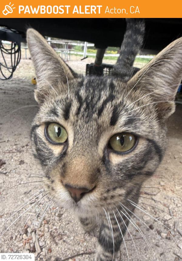 Found/Stray Male Cat last seen Thousand Trails Soledad Canyon RV Park, Acton, CA 93510