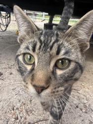 Found/Stray Male Cat last seen Thousand Trails Soledad Canyon RV Park, Acton, CA 93510