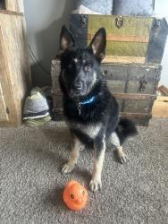Lost Male Dog last seen Near n 1000w clinton, Clinton, UT 84015