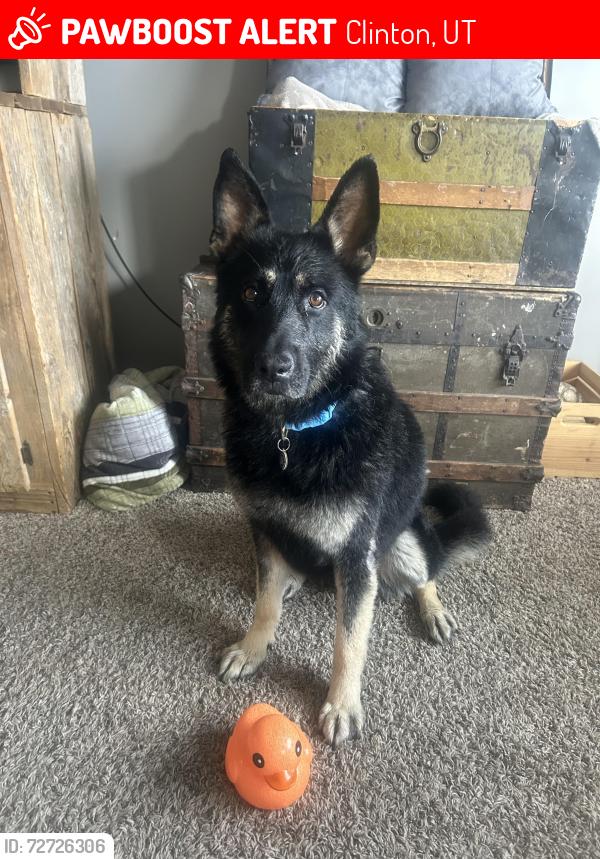 Lost Male Dog last seen Near n 1000w clinton, Clinton, UT 84015