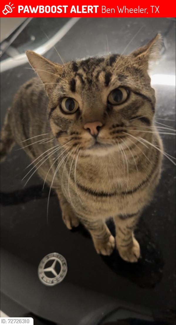 Lost Male Cat last seen County road 314 , Ben Wheeler, TX 75754
