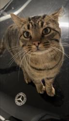 Lost Male Cat last seen County road 314 , Ben Wheeler, TX 75754