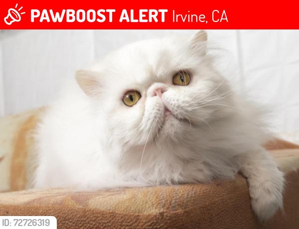 Lost Male Cat last seen Northwood elementary school, Irvine, CA 92620