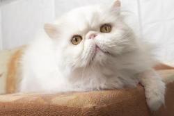 Lost Male Cat last seen Northwood elementary school, Irvine, CA 92620