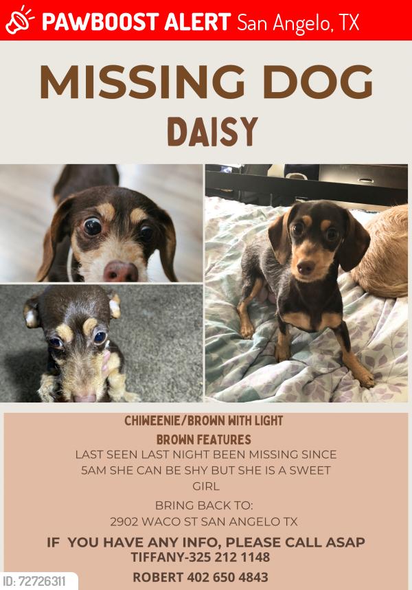 Lost Female Dog last seen Waco & Hassell, San Angelo, TX 76901