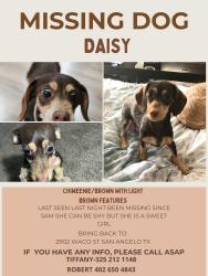 Lost Female Dog last seen Waco & Hassell, San Angelo, TX 76901