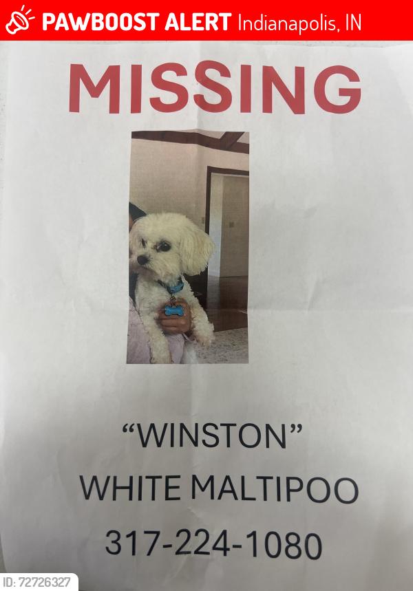 Lost Male Dog last seen Red Roof Inn, Indianapolis, IN 46268