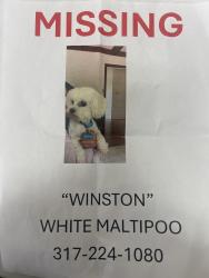 Lost Male Dog last seen Red Roof Inn, Indianapolis, IN 46268