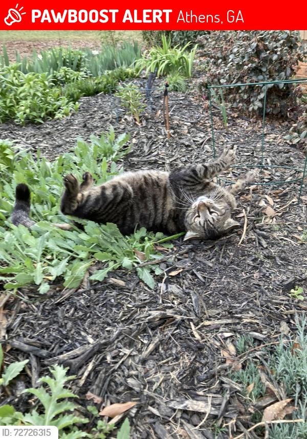 Lost Male Cat last seen Jenning mills and Orchard Creek, Athens, GA 30606