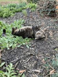 Lost Male Cat last seen Jenning mills and Orchard Creek, Athens, GA 30606