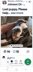 Lost Male Dog last seen Operation drive and Blockhouse Valley, Clinton, TN 37716