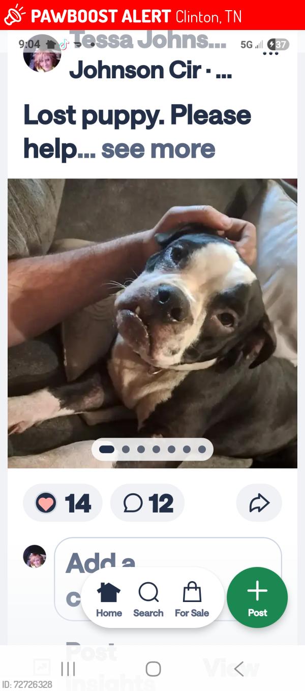 Lost Male Dog last seen Operation drive and Blockhouse Valley, Clinton, TN 37716