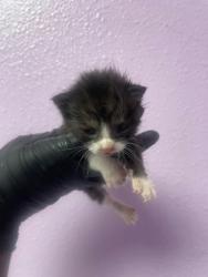 Shelter Stray Female Cat last seen El Paso, TX 79915, Fort Bliss, TX 79906