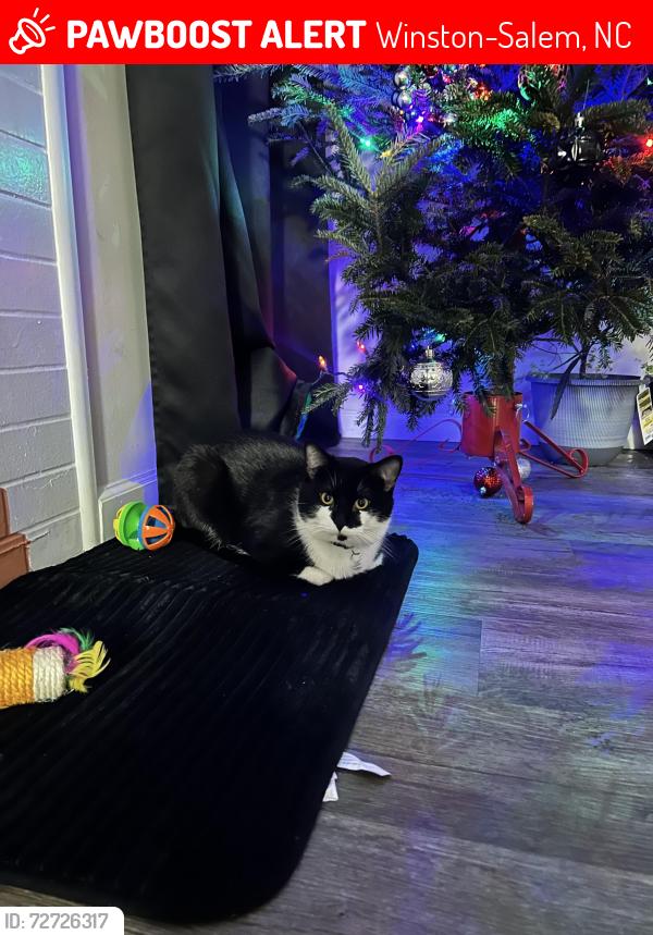 Lost Male Cat last seen Cookout, Taco Bell on Akron Dr , Winston-Salem, NC 27105