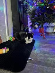 Lost Male Cat last seen Cookout, Taco Bell on Akron Dr , Winston-Salem, NC 27105