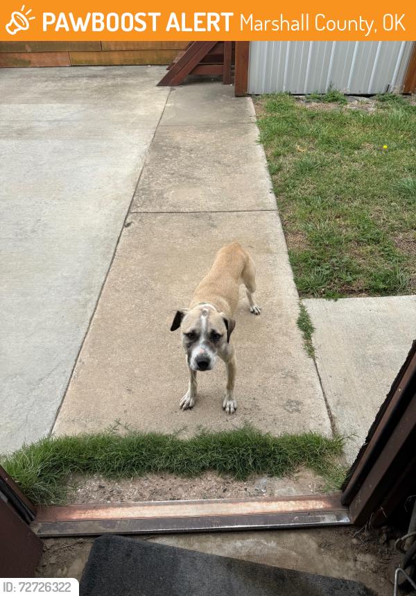 Found/Stray Male Dog last seen Enos Rd and West Lasiter Rd in Kingston, Ok, Marshall County, OK 73439