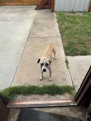 Found/Stray Male Dog last seen Enos Rd and West Lasiter Rd in Kingston, Ok, Marshall County, OK 73439