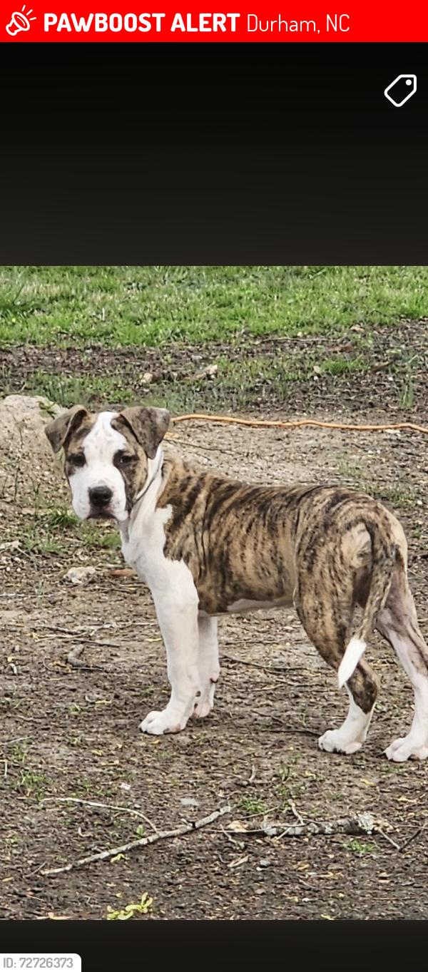 Lost Female Dog last seen Geer and burton, Durham, NC 27704