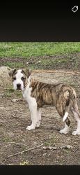 Lost Female Dog last seen Geer and burton, Durham, NC 27704