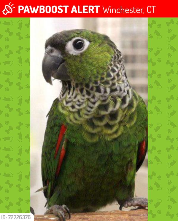 Lost Female Bird last seen Hinsdale st, Winchester, CT 06098