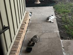 Found/Stray Female Cat last seen 61st and Harvard area, Tulsa, OK 74135