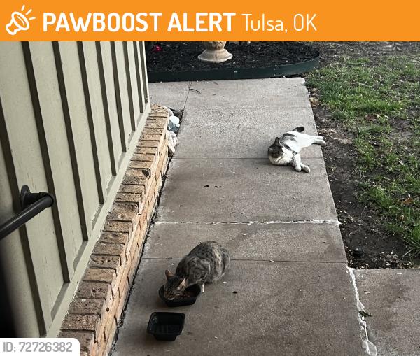 Found/Stray Female Cat last seen 61st and Harvard area, Tulsa, OK 74135