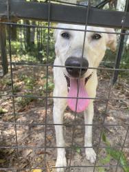 Found/Stray Female Dog last seen Pink building 888w Michigan Ave , Pensacola, FL 32505