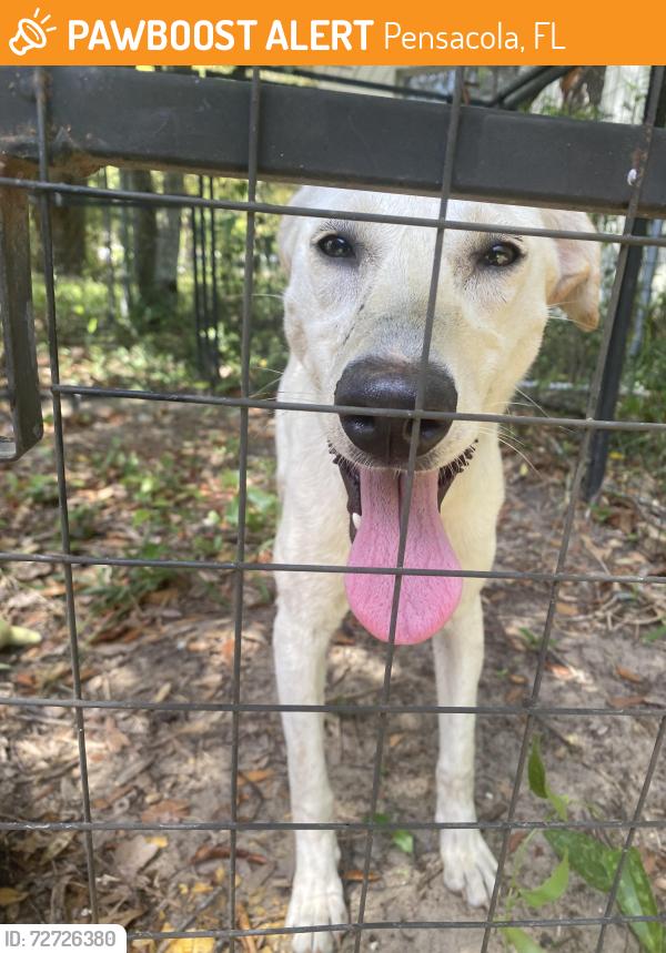 Found/Stray Female Dog last seen Pink building 888w Michigan Ave , Pensacola, FL 32505