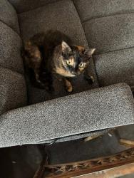 Lost Female Cat last seen Ford and Merriman , Garden City, MI 48135