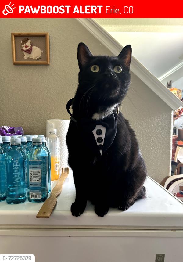Lost Male Cat last seen Erie parkway co, Erie, CO 80516