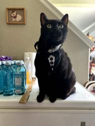 Lost Male Cat last seen Erie parkway co, Erie, CO 80516