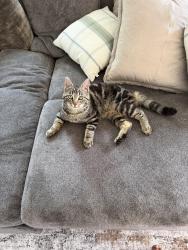Found/Stray Male Cat last seen Orono, mn, Orono, MN 55356